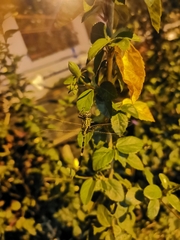 Orthetrum sabina