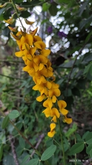 Crotalaria longirostrata