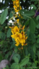 Crotalaria longirostrata
