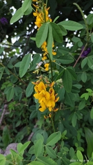 Crotalaria longirostrata