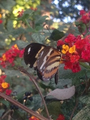 Heliconiini