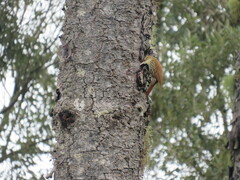 Lepidocolaptes falcinellus