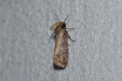 Acrolophus propinqua