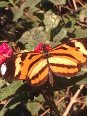 Heliconiini