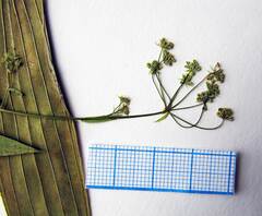 Bupleurum komarovianum