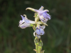 Delphinium fissum