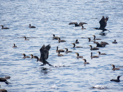 Phalacrocorax carbo