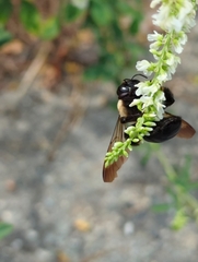 Xylocopa virginica