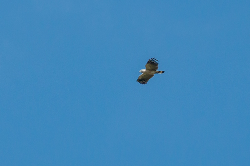 White-collared Kite (Leptodon forbesi), photo 8