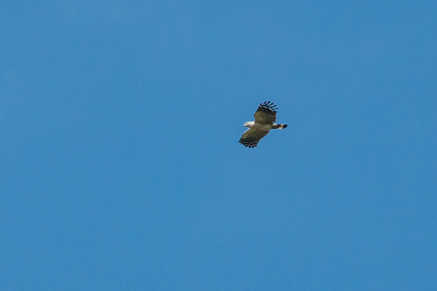 White-collared Kite (Leptodon forbesi), photo 6