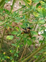 Xylocopa virginica