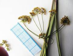 Bupleurum komarovianum