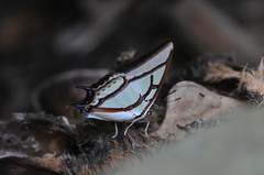 Polyura narcaea meghaduta