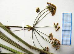 Bupleurum komarovianum