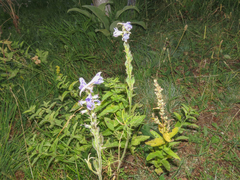 Delphinium fissum