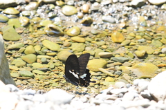 Papilio nephelus chaonulus