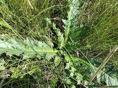 Cirsium acaule