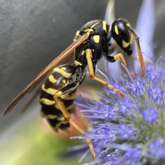 Polistes dominula