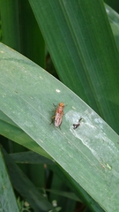 Sciomyzoidea