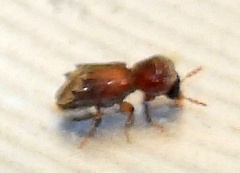 Xylobiops texanus