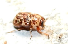 Pachybrachis turbidus