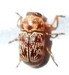 Pachybrachis turbidus