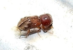 Xylobiops texanus