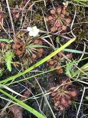 Drosera capillaris