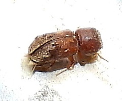 Xylobiops texanus