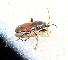 Eremocoris depressus