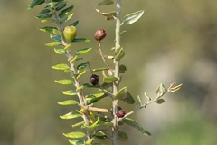 Phylica paniculata