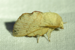 Phyllodesma suberifolia