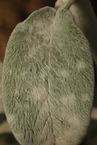 Neoerysiphe galeopsidis