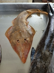 Pseudobatos horkelii