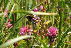 Sidalcea hendersonii