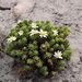 Xenophyllum poposum - Photo (c) probreviceps, algunos derechos reservados (CC BY-NC)