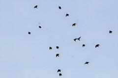 Forpus xanthopterygius