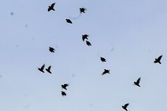 Forpus xanthopterygius