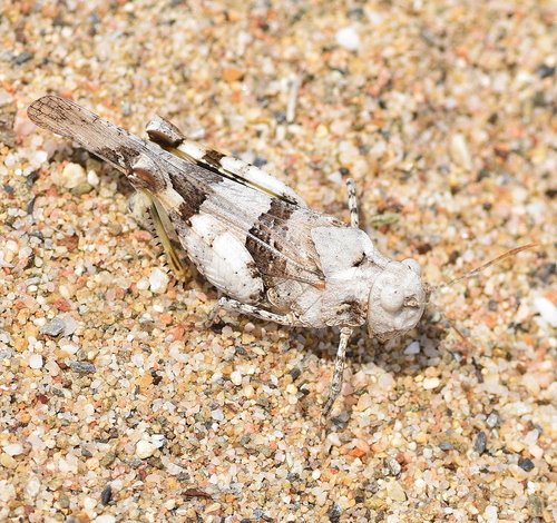 Scarlet Band-winged Grasshopper