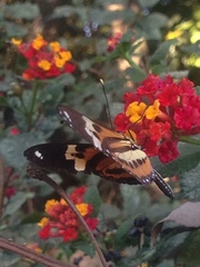 Heliconiini