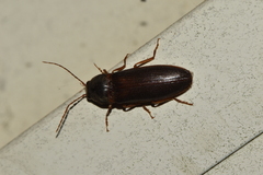 Hemicrepidius nemnonius