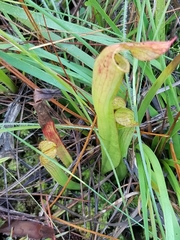 Sarracenia rubra subsp. gulfensis image