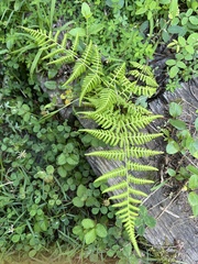 Macrothelypteris