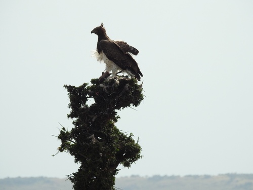 Martial Eagle (Polemaetus bellicosus), photo 9