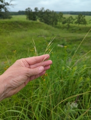 Hesperostipa spartea