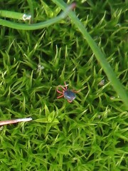 Halotydeus destructor