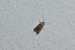 Moodna pallidostrinella