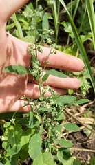 Chenopodium suecicum