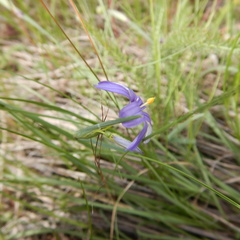 Sisyrinchium montanum montanum