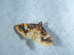 Pseudebulea fentoni